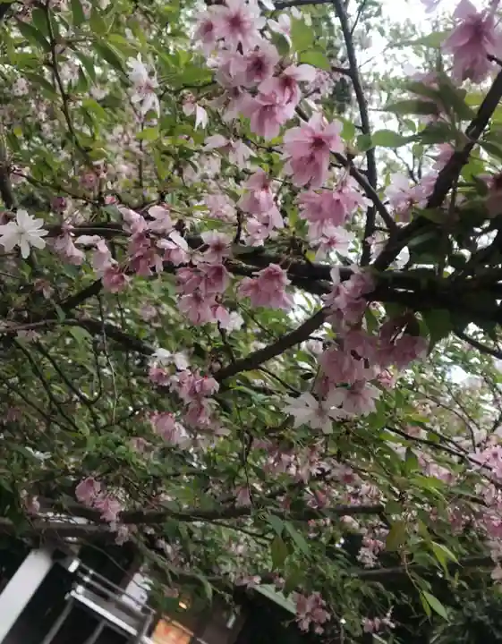 櫻木神社の自然