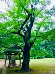 日先神社の自然