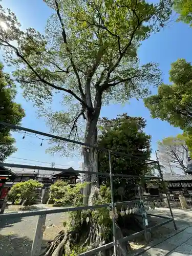 縣神社の自然