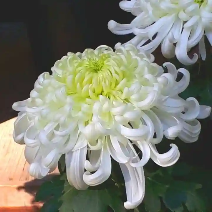 明治神宮の自然