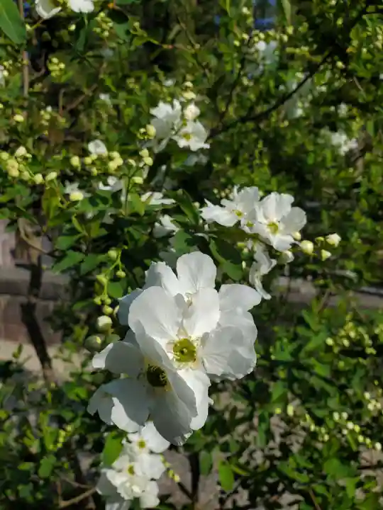 沙沙貴神社の自然