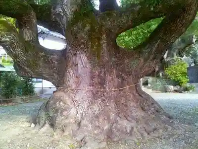 土肥神社の自然