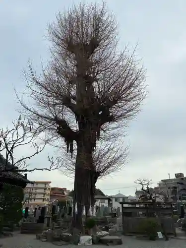 妙法寺の{uncategorized: "未分類", other: "その他", undefined: "問題あり", building: "その他建物", grave: "お墓", sacred_gate: "鳥居", guardian: "狛犬", statue: "像", buddha: "仏像", history: "歴史", nature: "自然", garden: "庭園", animal: "動物", pagoda: "塔", temizu: "手水舎", mountain_gate: "山門・神門", sanctuary: "本殿・本堂", subordinate: "末社・摂社", art: "芸術", scenery: "景色", jizo: "地蔵", ema: "絵馬", goshuin: "御朱印", omikuji: "おみくじ", items: "授与品その他", amulet: "お守り", goshuincho: "御朱印帳", eats: "食事", festival: "お祭り", votive_dance: "神楽", shichigosan: "七五三参", wedding: "結婚式", experience: "体験その他", initially: "初詣", around: "周辺", anti_infection: "感染症対策"}