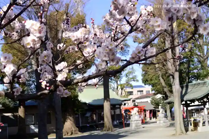 相模原氷川神社の自然