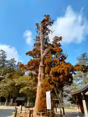 吉備津彦神社の自然