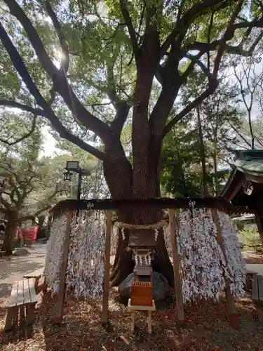 平塚八幡宮(神奈川県)