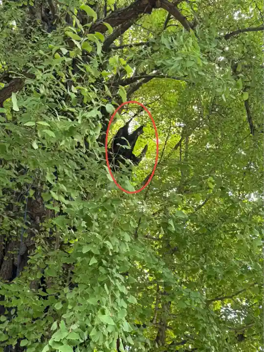 飛木稲荷神社(東京都)