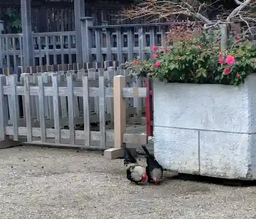 大崎八幡宮の{uncategorized: "未分類", other: "その他", undefined: "問題あり", building: "その他建物", grave: "お墓", sacred_gate: "鳥居", guardian: "狛犬", statue: "像", buddha: "仏像", history: "歴史", nature: "自然", garden: "庭園", animal: "動物", pagoda: "塔", temizu: "手水舎", mountain_gate: "山門・神門", sanctuary: "本殿・本堂", subordinate: "末社・摂社", art: "芸術", scenery: "景色", jizo: "地蔵", ema: "絵馬", goshuin: "御朱印", omikuji: "おみくじ", items: "授与品その他", amulet: "お守り", goshuincho: "御朱印帳", eats: "食事", festival: "お祭り", votive_dance: "神楽", shichigosan: "七五三参", wedding: "結婚式", experience: "体験その他", initially: "初詣", around: "周辺", anti_infection: "感染症対策"}