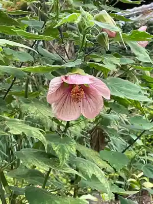 東長谷寺 薬王院(東京都)