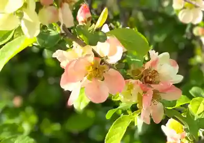 滋野神社の自然