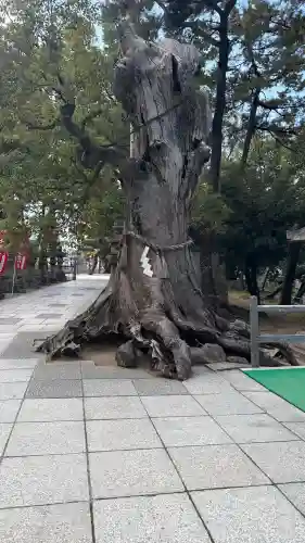 住吉大社(大阪府)