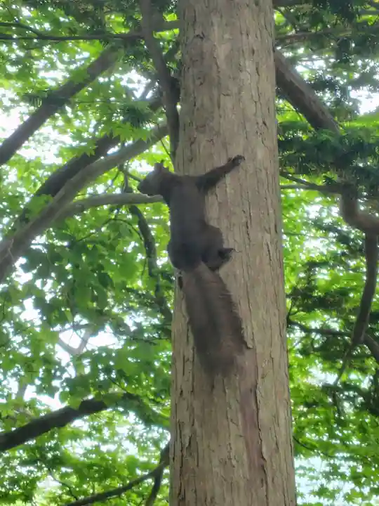 千歳神社(北海道)