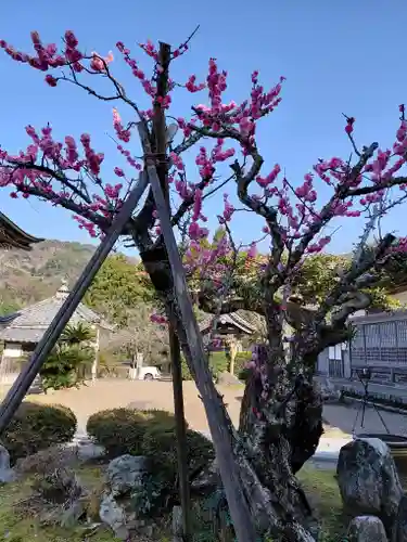 大成寺(福井県)