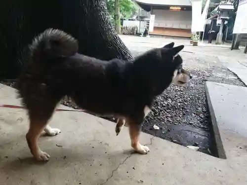 上目黒氷川神社の動物