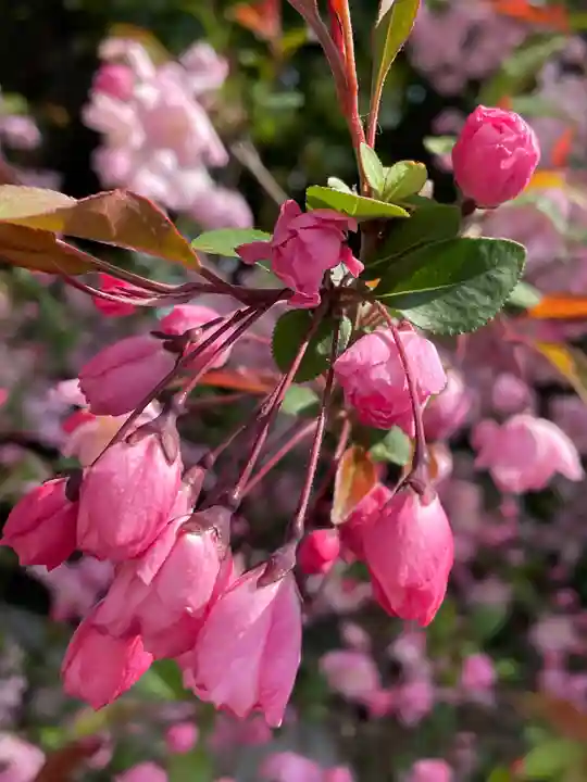 伊勢山皇大神宮の自然