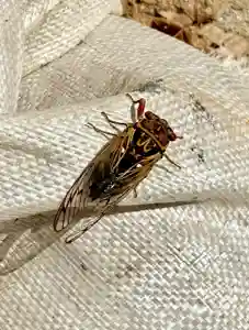 蚊里田八幡宮(長野県)(2025年08月16日(土) 18時11分57秒投稿)