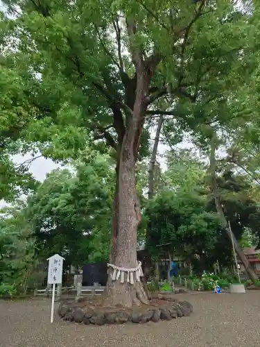 玉村八幡宮(群馬県)
