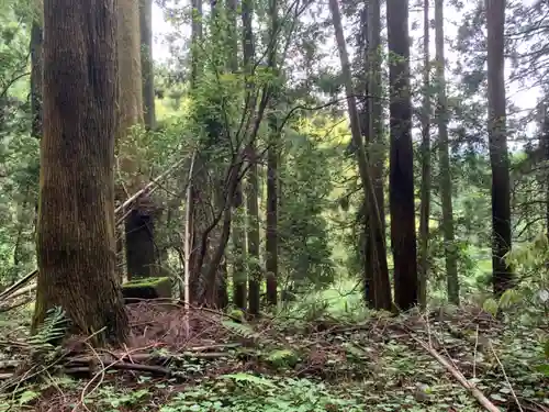 渡辺氏神社跡の自然