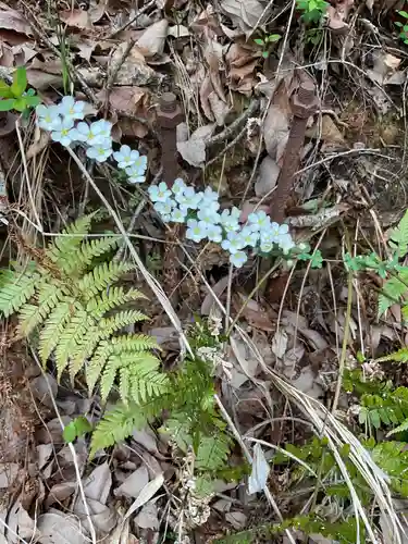 尾張冨士大宮浅間神社(愛知県)