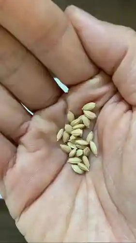 總社 和田八幡宮(福井県)