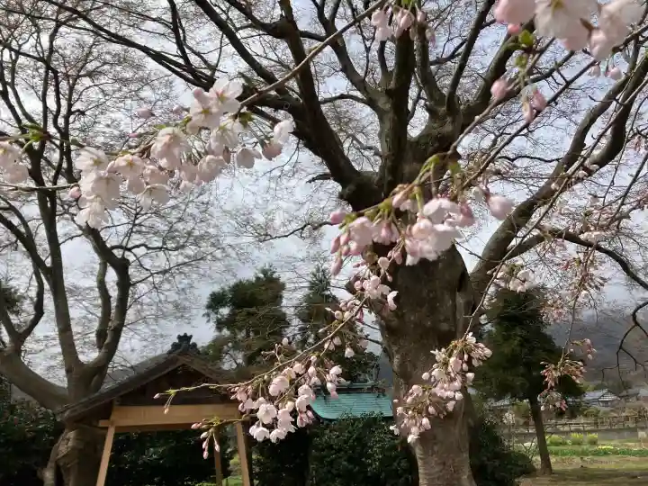 櫻井神社(新潟県)