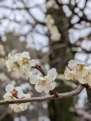 布多天神社(東京都)