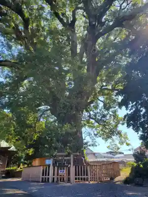 伊勢神明社の自然