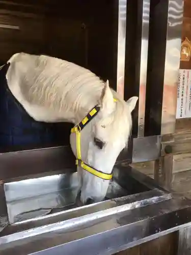 多度大社の動物