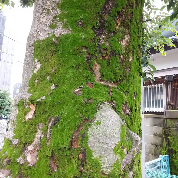 宿河原八幡宮の自然