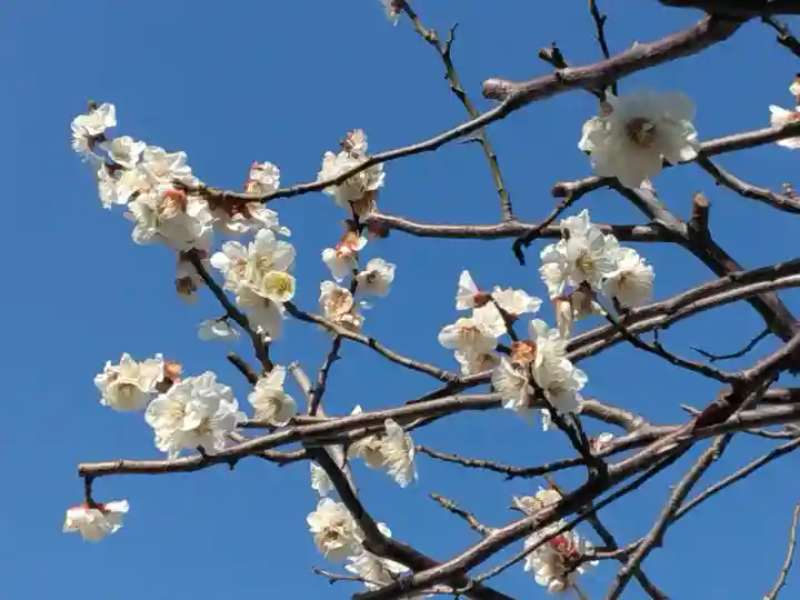 吾妻神社(神奈川県)