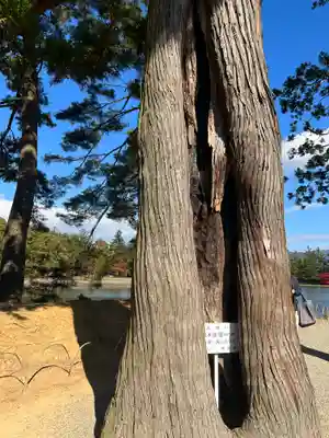 毛越寺(岩手県)