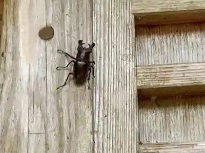 八乙女根尾神社の動物