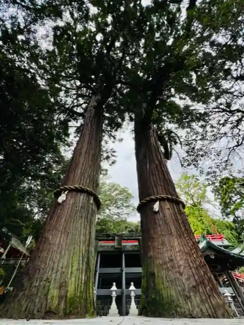 八幡朝見神社の自然