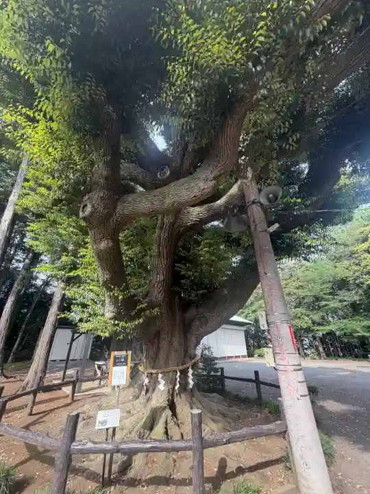 諏訪神社の{uncategorized: "未分類", other: "その他", undefined: "問題あり", building: "その他建物", grave: "お墓", sacred_gate: "鳥居", guardian: "狛犬", statue: "像", buddha: "仏像", history: "歴史", nature: "自然", garden: "庭園", animal: "動物", pagoda: "塔", temizu: "手水舎", mountain_gate: "山門・神門", sanctuary: "本殿・本堂", subordinate: "末社・摂社", art: "芸術", scenery: "景色", jizo: "地蔵", ema: "絵馬", goshuin: "御朱印", omikuji: "おみくじ", items: "授与品その他", amulet: "お守り", goshuincho: "御朱印帳", eats: "食事", festival: "お祭り", votive_dance: "神楽", shichigosan: "七五三参", wedding: "結婚式", experience: "体験その他", initially: "初詣", around: "周辺", anti_infection: "感染症対策"}