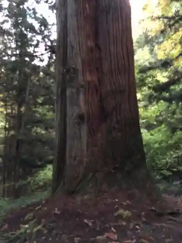 比婆山熊野神社の自然