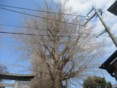 八幡神社(神奈川県)