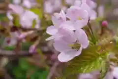 秋田駒ヶ岳駒形神社の自然