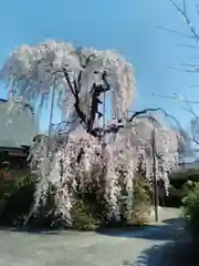 行善寺の庭園