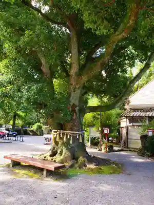 橘神社(長崎県)