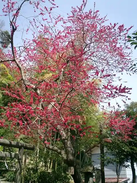 御霊神社の自然