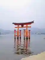 厳島神社の{uncategorized: "未分類", other: "その他", undefined: "問題あり", building: "その他建物", grave: "お墓", sacred_gate: "鳥居", guardian: "狛犬", statue: "像", buddha: "仏像", history: "歴史", nature: "自然", garden: "庭園", animal: "動物", pagoda: "塔", temizu: "手水舎", mountain_gate: "山門・神門", sanctuary: "本殿・本堂", subordinate: "末社・摂社", art: "芸術", scenery: "景色", jizo: "地蔵", ema: "絵馬", goshuin: "御朱印", omikuji: "おみくじ", items: "授与品その他", amulet: "お守り", goshuincho: "御朱印帳", eats: "食事", festival: "お祭り", votive_dance: "神楽", shichigosan: "七五三参", wedding: "結婚式", experience: "体験その他", initially: "初詣", around: "周辺", anti_infection: "感染症対策"}