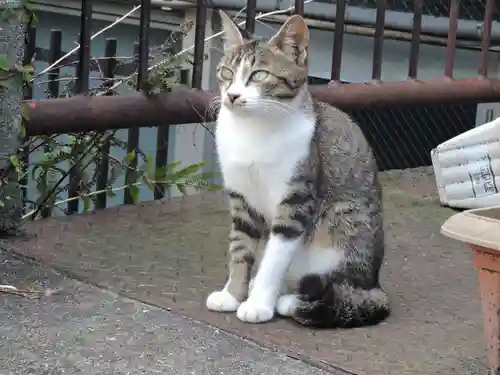 山王神社の動物