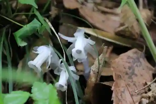 鹿島大神宮の自然