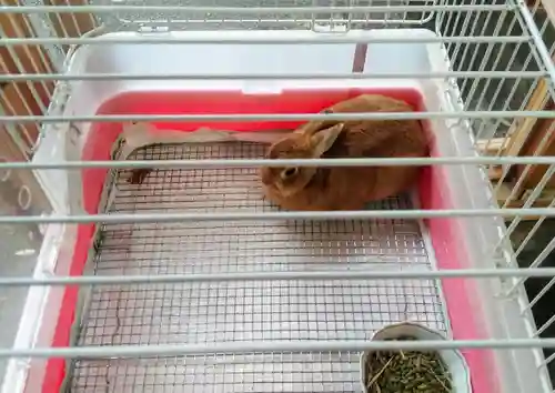 太子堂八幡神社の動物