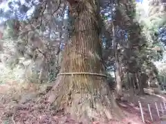 村山浅間神社の自然