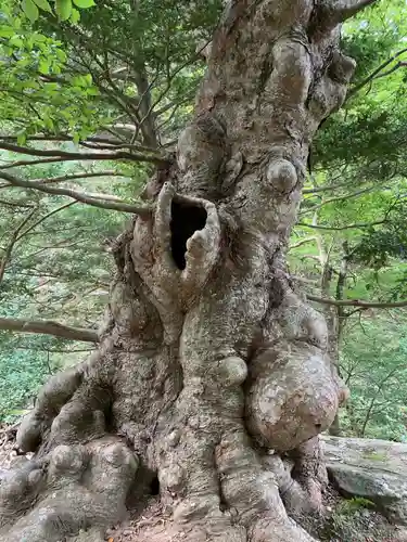 金華山黄金山神社の自然