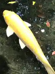 伊豆山神社の動物