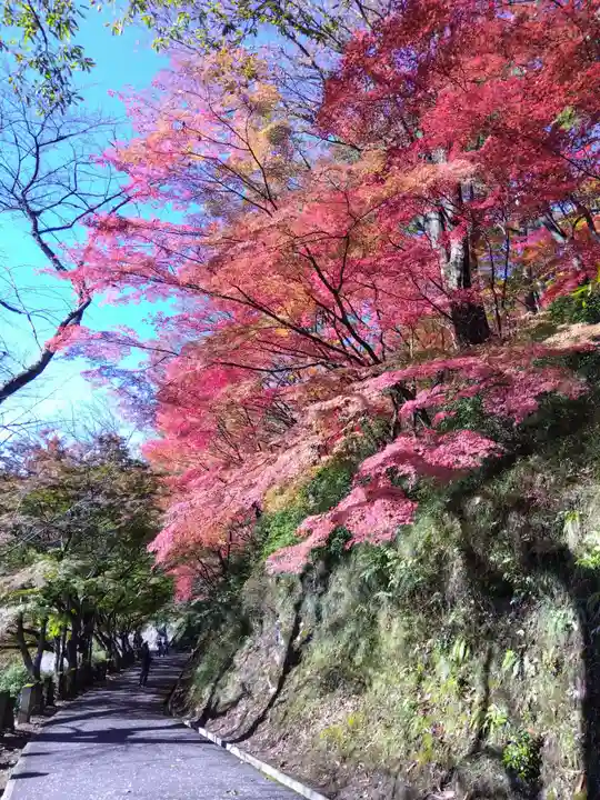 妙法寺(福井県)