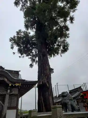 木見大年神社の自然