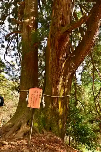 大山阿夫利神社本社の自然